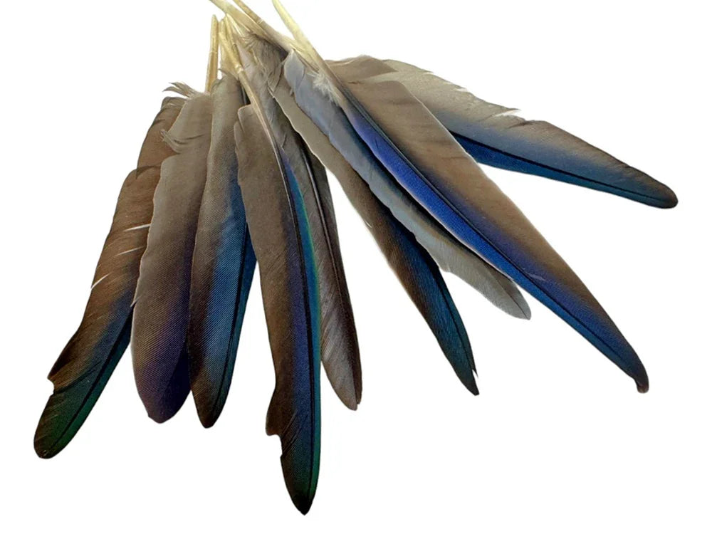 Bundle of iridescent blue and grey feathers for crafts and fashion