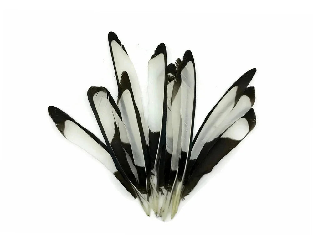 Black and white patterned feathers for DIY crafts and fashion accessories.