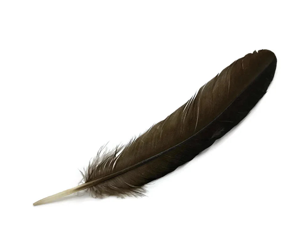 Single dark brown natural feather for crafts and fashion DIY supplies on white background.