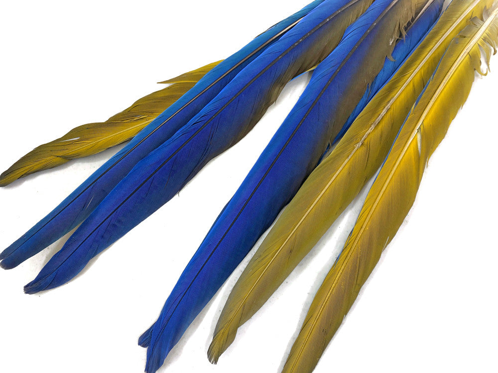 7 Tails Feather Set - 14-16" Iridescent Blue And Yellow Macaw Tail Feather Set - Rare-