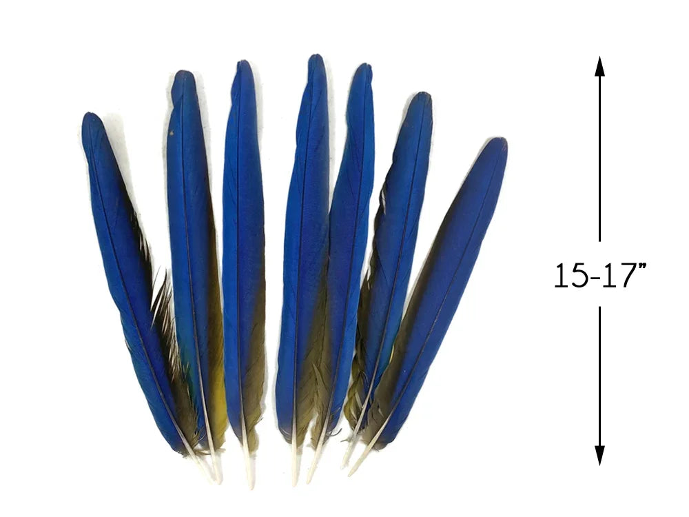 7 Tails Feather Set - 15-17" Iridescent Blue And Yellow Macaw Tail Feather Set - Rare-
