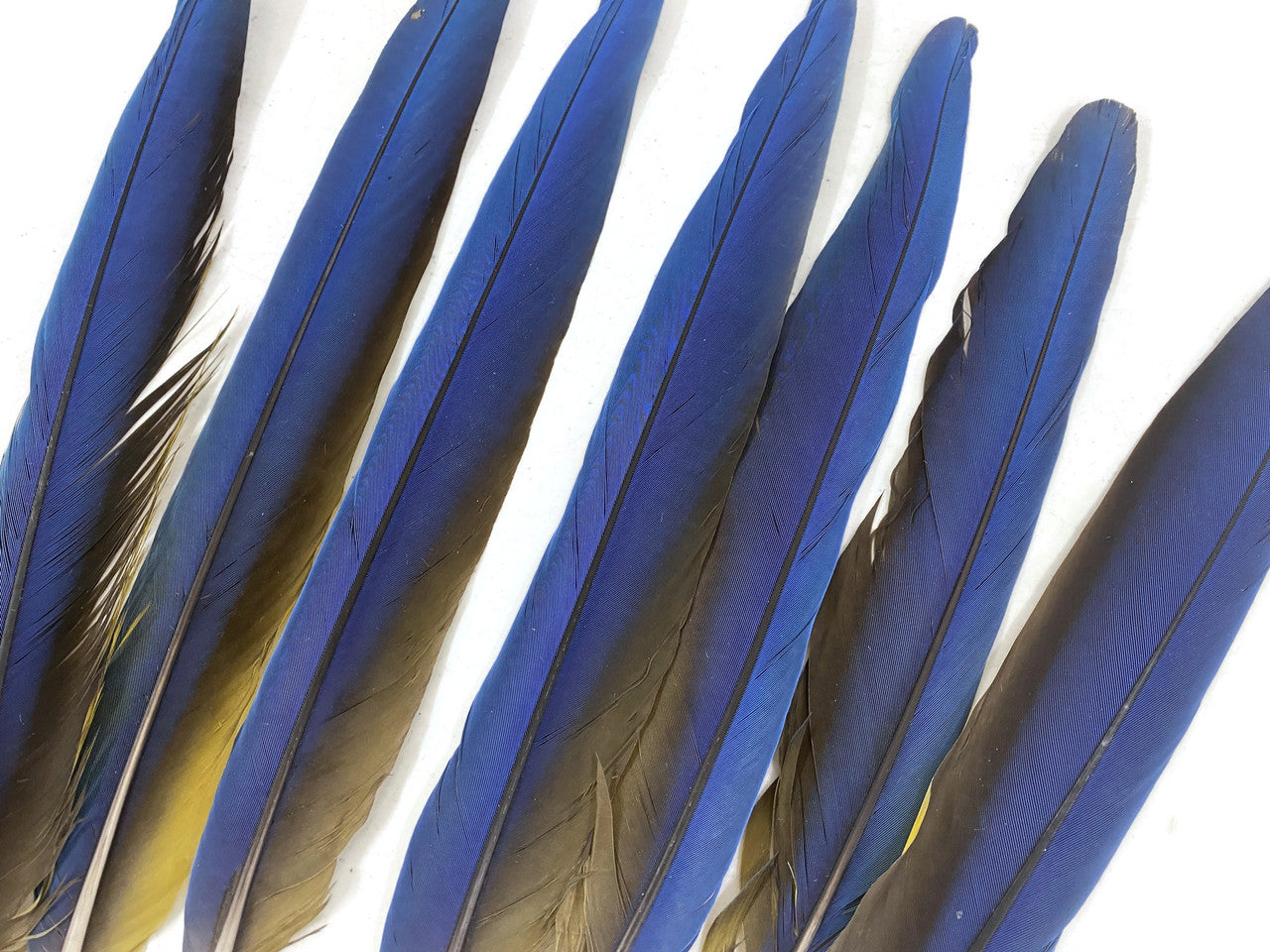 7 Tails Feather Set - 14-16" Iridescent Blue And Yellow Macaw Tail Feather Set - Rare-