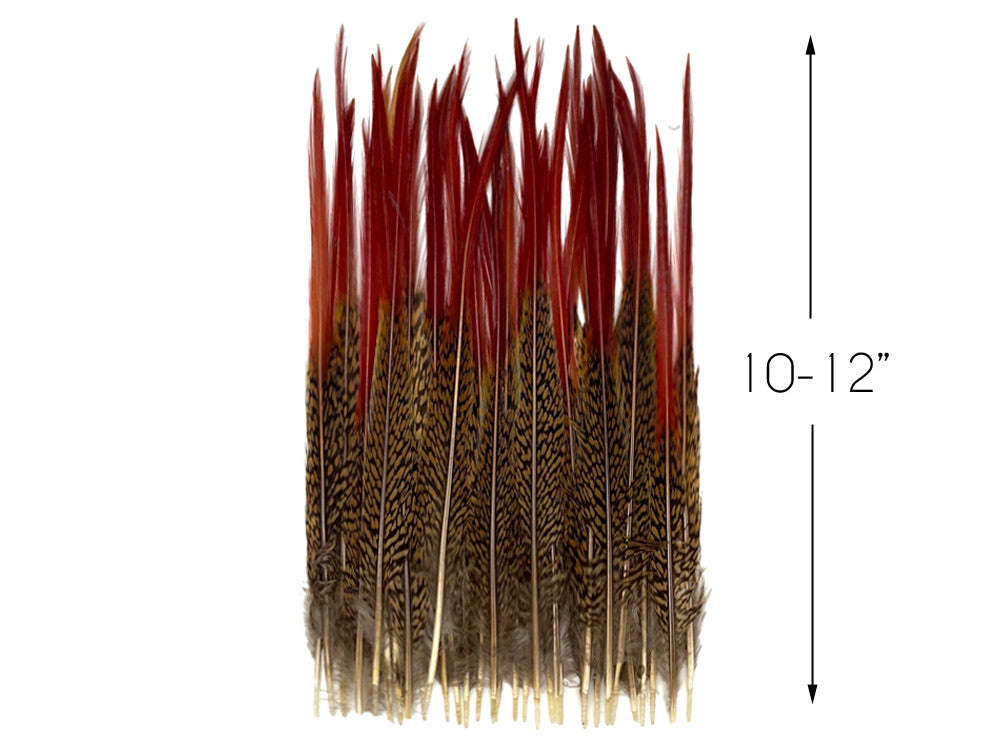10 Pieces - 10-12" Natural Red Golden Pheasant Red Tip Loose Pointy Feathers