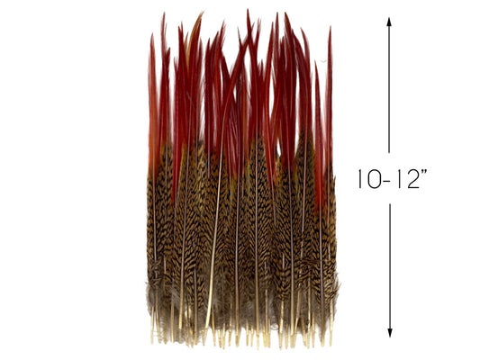 10 Pieces - 10-12" Natural Red Golden Pheasant Red Tip Loose Pointy Feathers