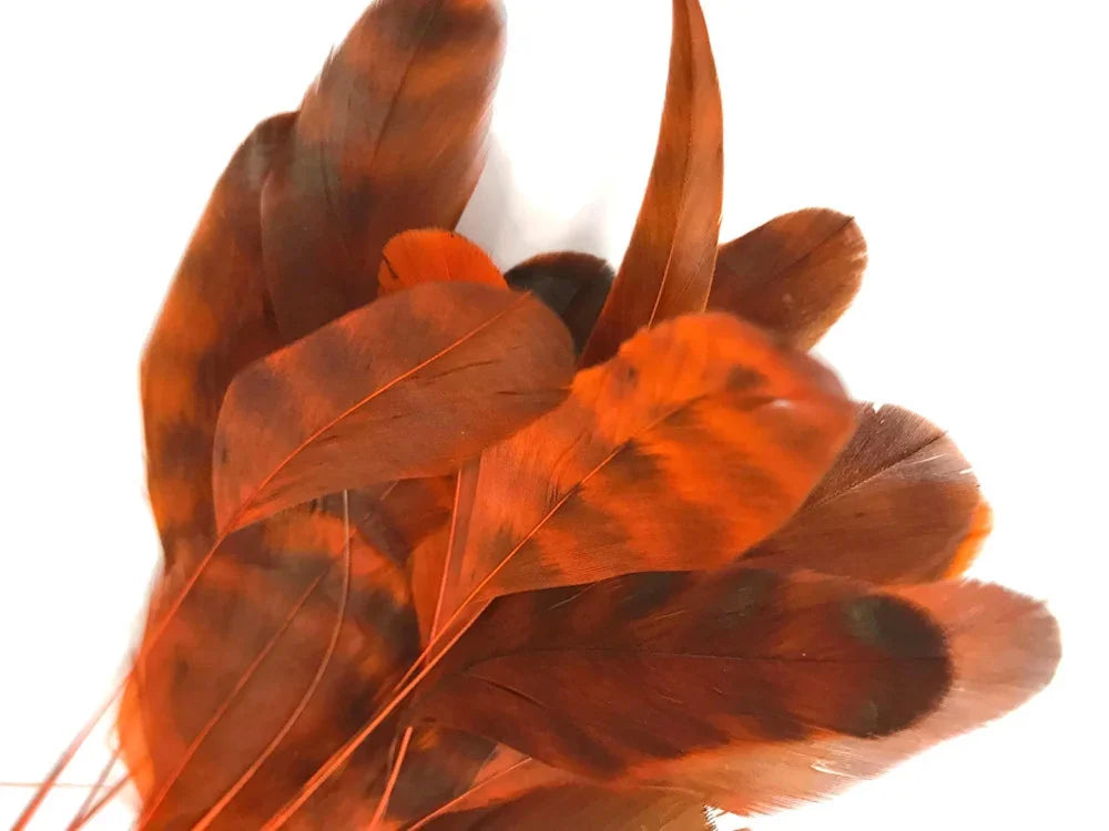Vibrant orange and brown natural feathers for DIY crafts and fashion decor.