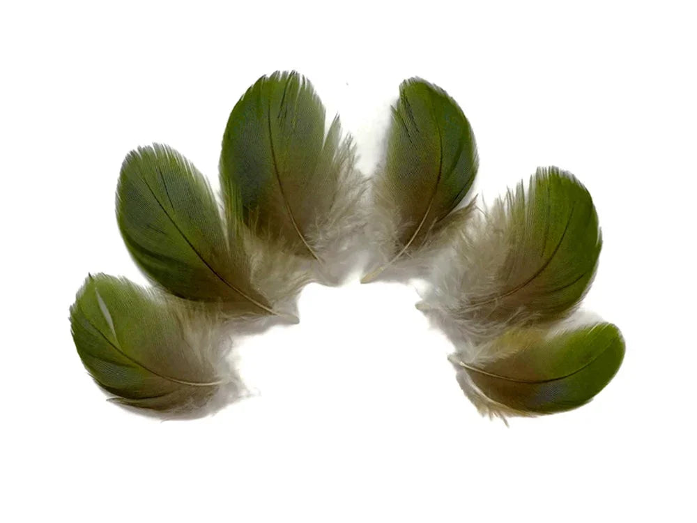 Six olive green natural feathers arranged in a semi-circle on a white background.
