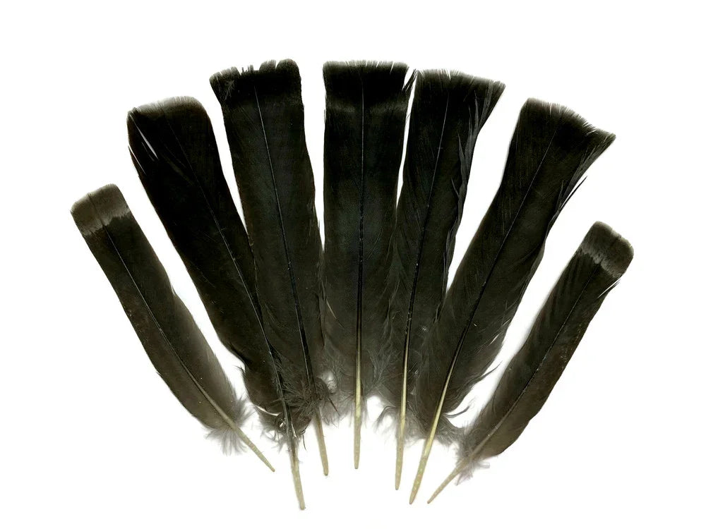 Set of long black feathers arranged in a fan shape on a white background for crafts and DIY.