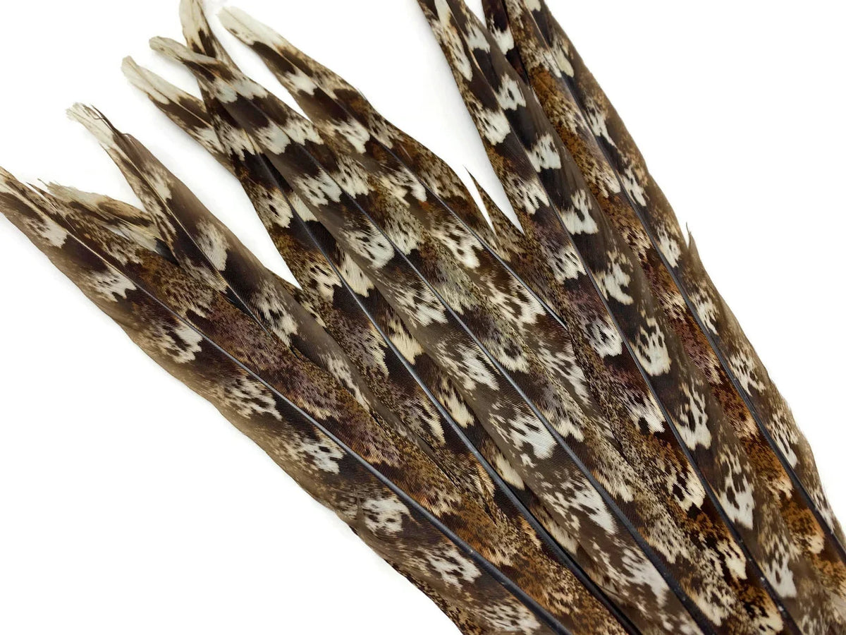 Brown and white patterned natural feathers for DIY crafts and fashion decor.