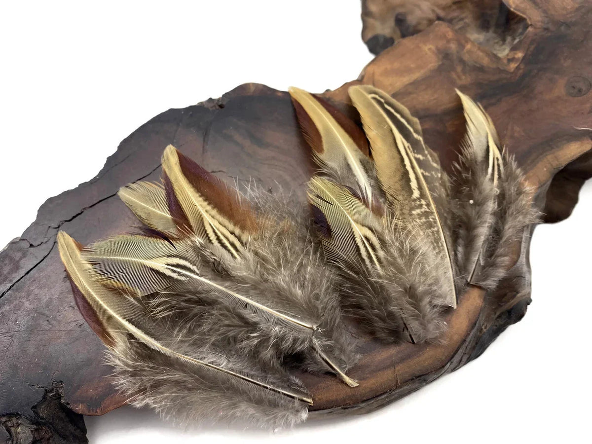 Natural brown and tan striped feathers displayed on a rustic dark wood base.