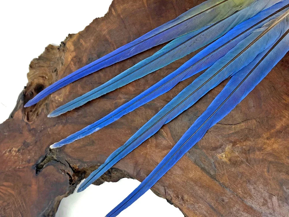 Vibrant blue long feathers displayed on a natural dark wood surface for crafts and fashion.