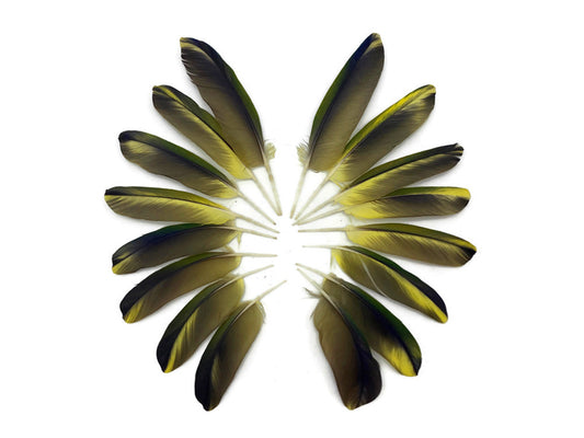 Complete Set 1 - Green & Yellow Conure Parrot Wing Feather Set -Rare-