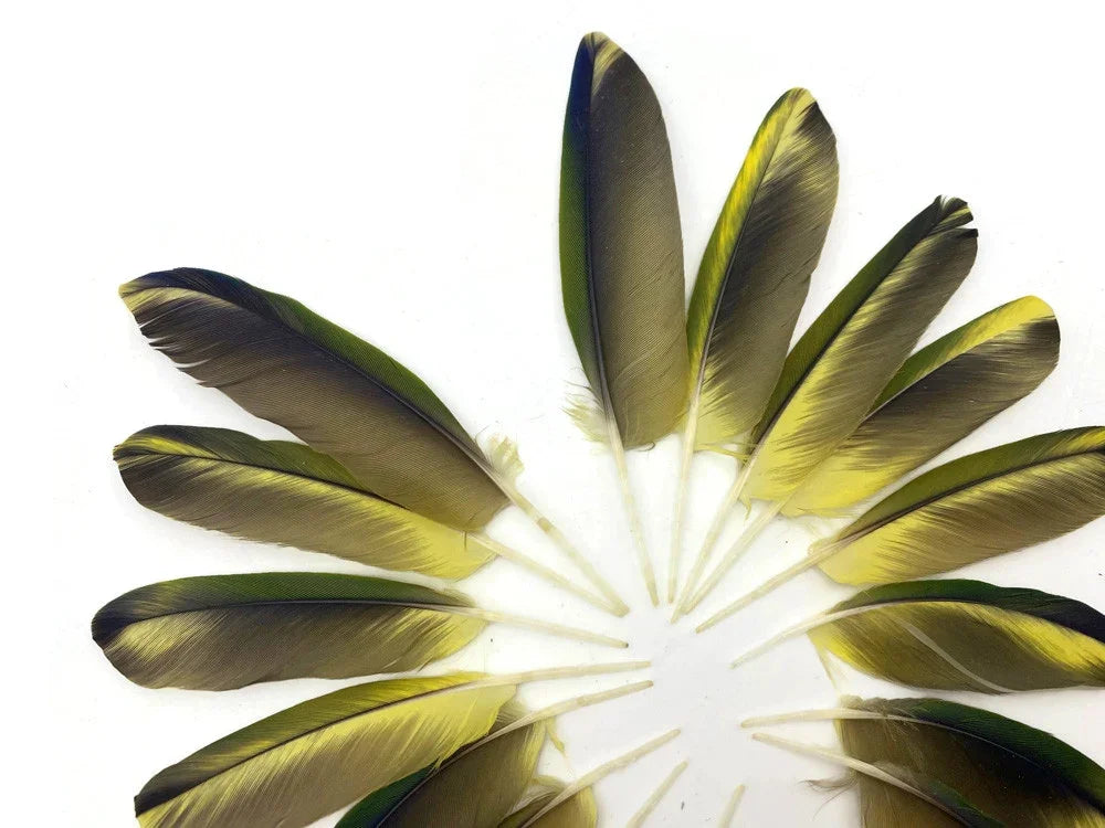 Natural olive green and black feathers arranged in a decorative fan shape on white background.