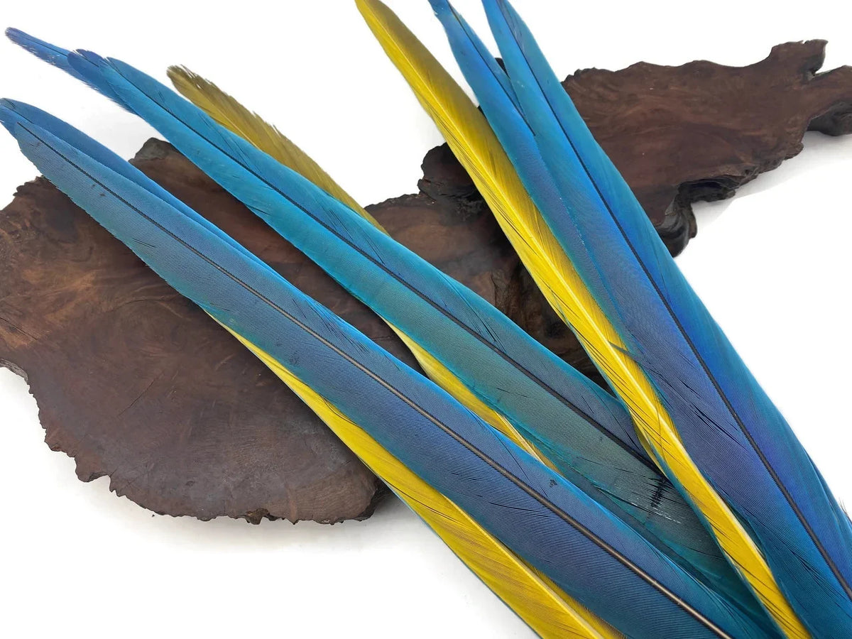 Vibrant blue and yellow feathers for crafts and fashion decor on a dark wood base.