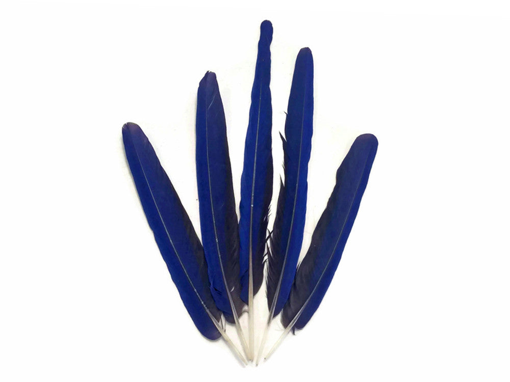 5 Tails Feathers - Iridescent Blue And Yellow Macaw Tail Feather Set - Rare-