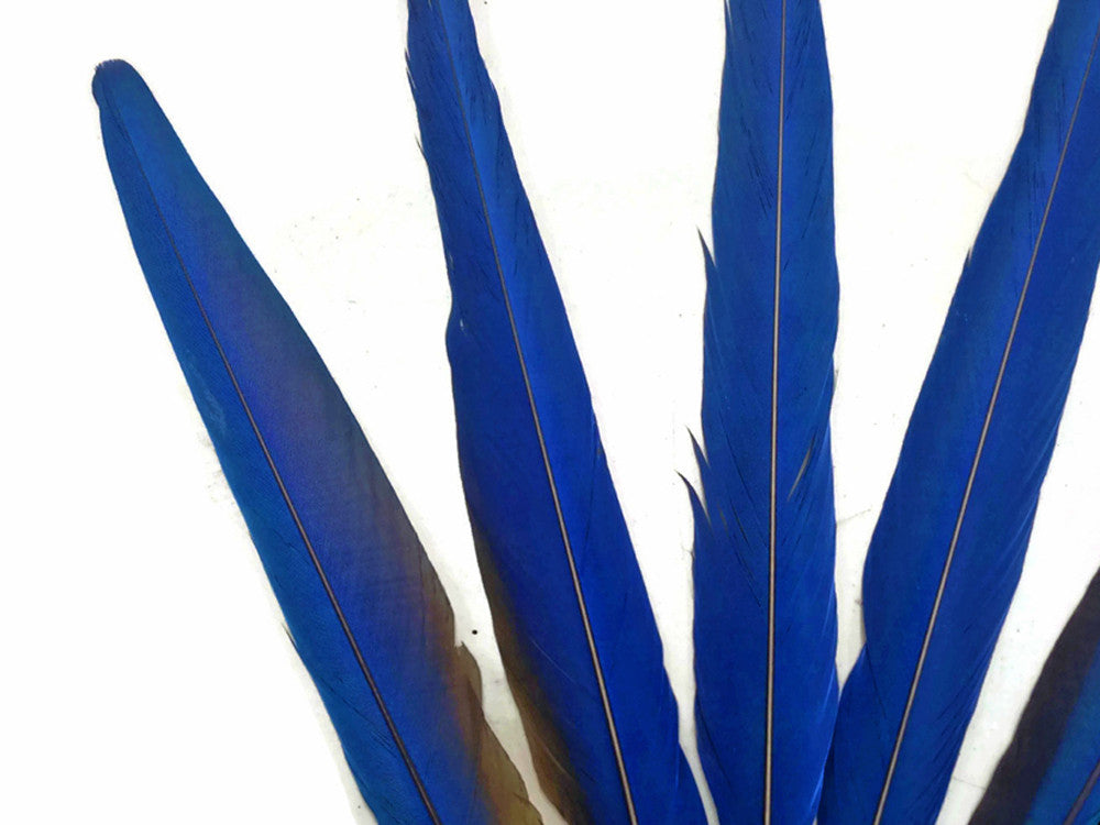 5 Tails Feathers - Iridescent Blue And Yellow Macaw Tail Feather Set - Rare-