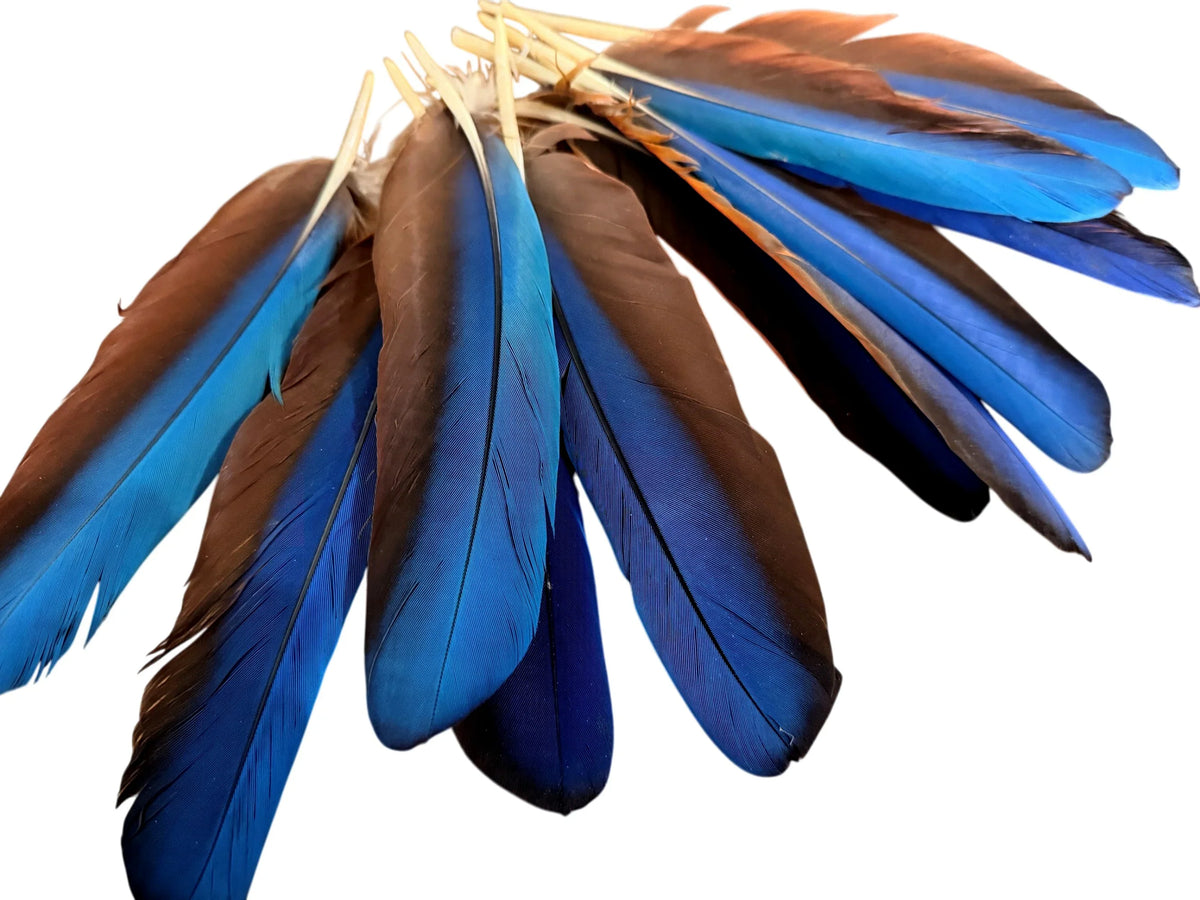 4 Pieces - Iridescent Blue And Red Greenwing Macaw Feather -Rare-