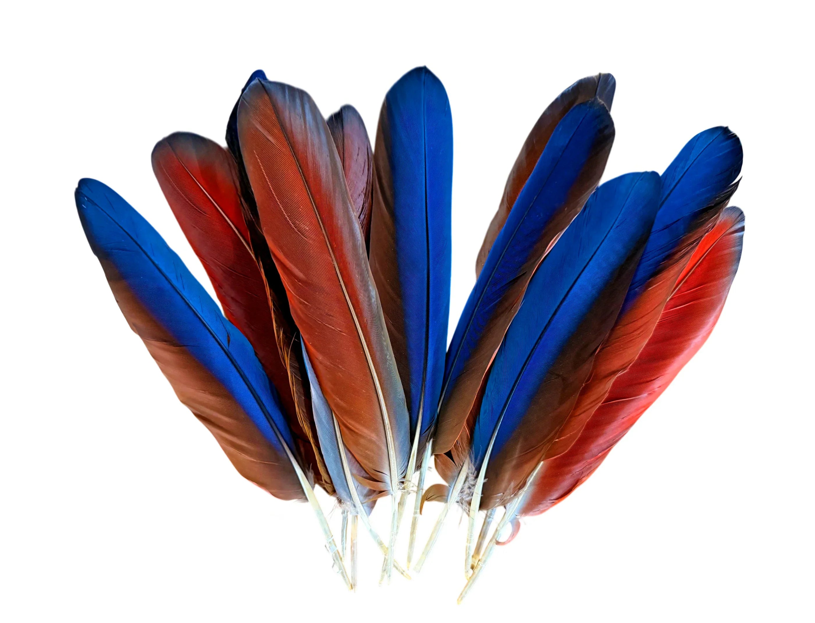 4 Pieces Green Macaw Feathers | Moonlight Feather