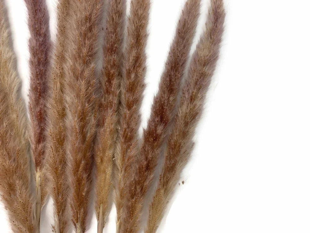 Dried fluffy pampas grass stalks in natural beige and brown tones for home decor.