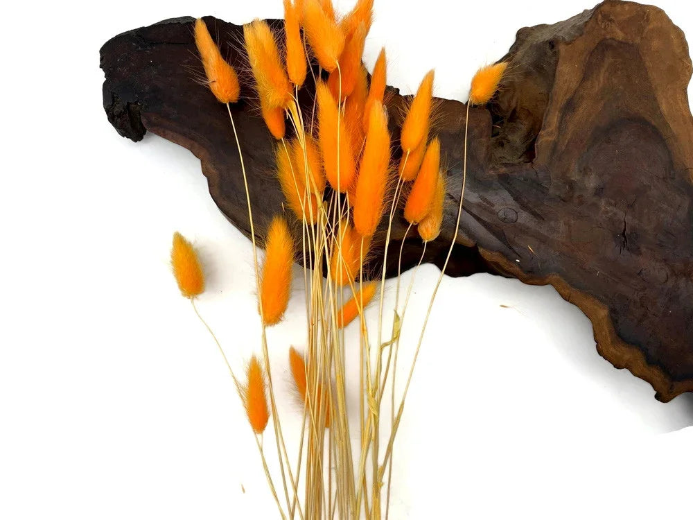 Dried orange bunny tail grass stems arranged against a dark wood slice decor.