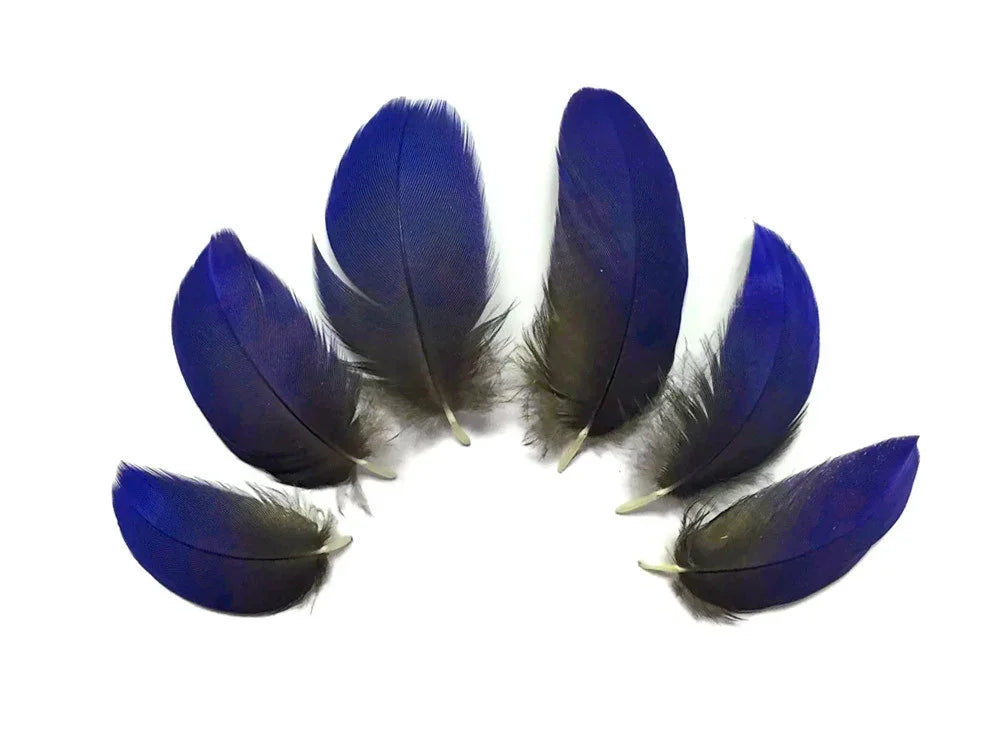 Set of vibrant deep blue feathers arranged in a semi-circle on a white background.