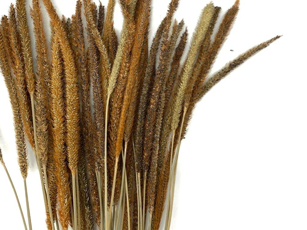 Dried golden wheat grass stalks for DIY decor and craft supplies.