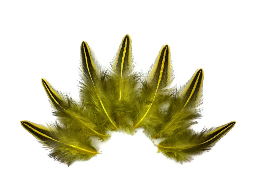 Natural yellow and black striped feathers for craft and fashion DIY supplies.