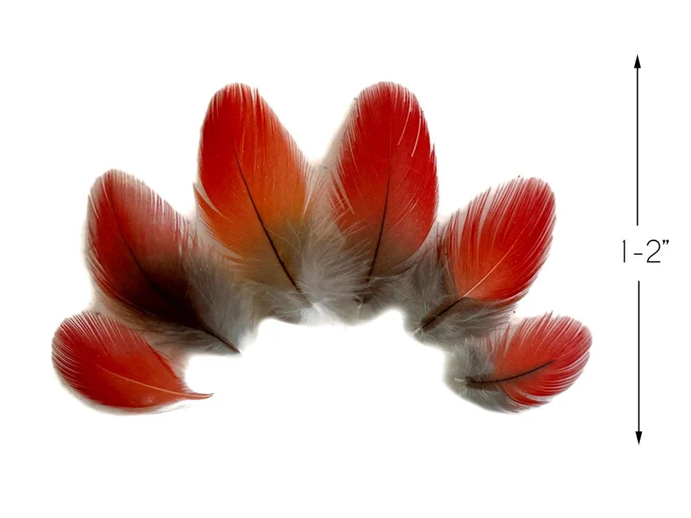 Vibrant red and orange craft feathers, 1-2 inches in length for DIY fashion and decor.