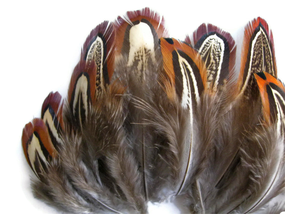 1 Yard - Almond Ringneck Natural Brown Pheasant Plumage Feather Trim