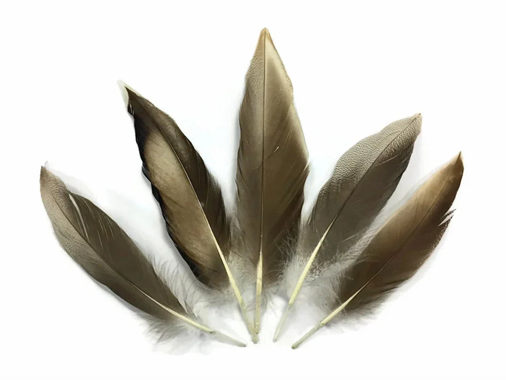 Five natural brown feathers arranged in a fan shape on a white background.