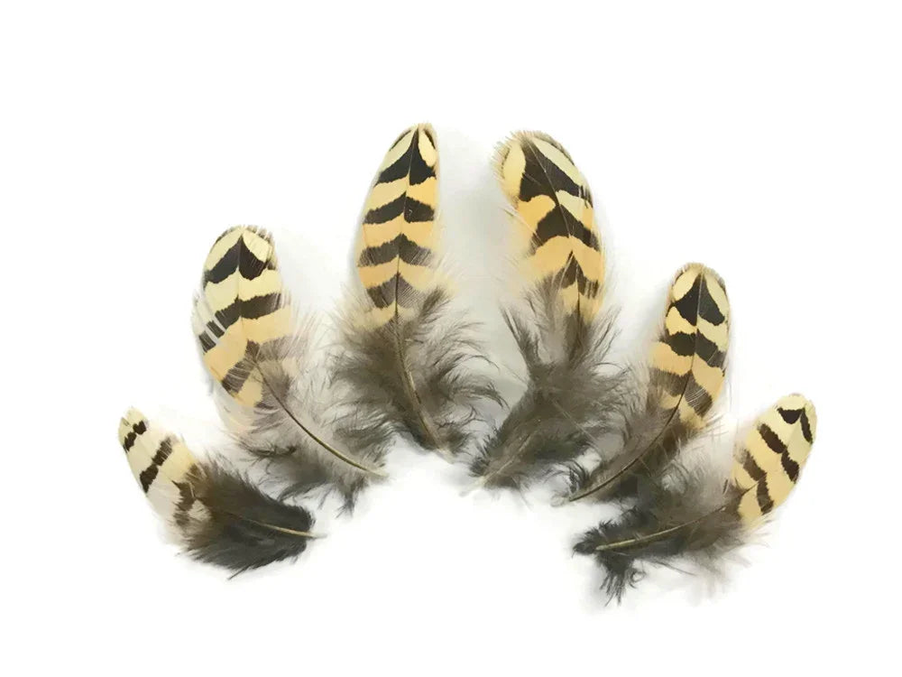 Set of natural striped feathers in cream and black for DIY crafts and fashion decor.
