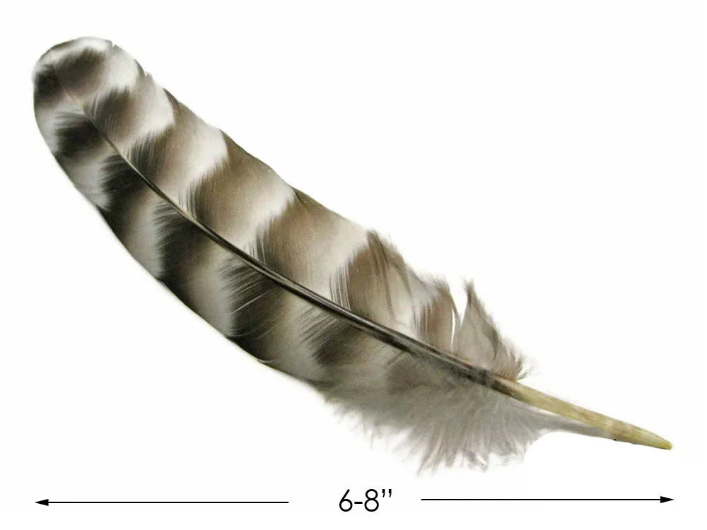 Striped grey and white natural craft feather, 6-8 inches long for DIY decor.