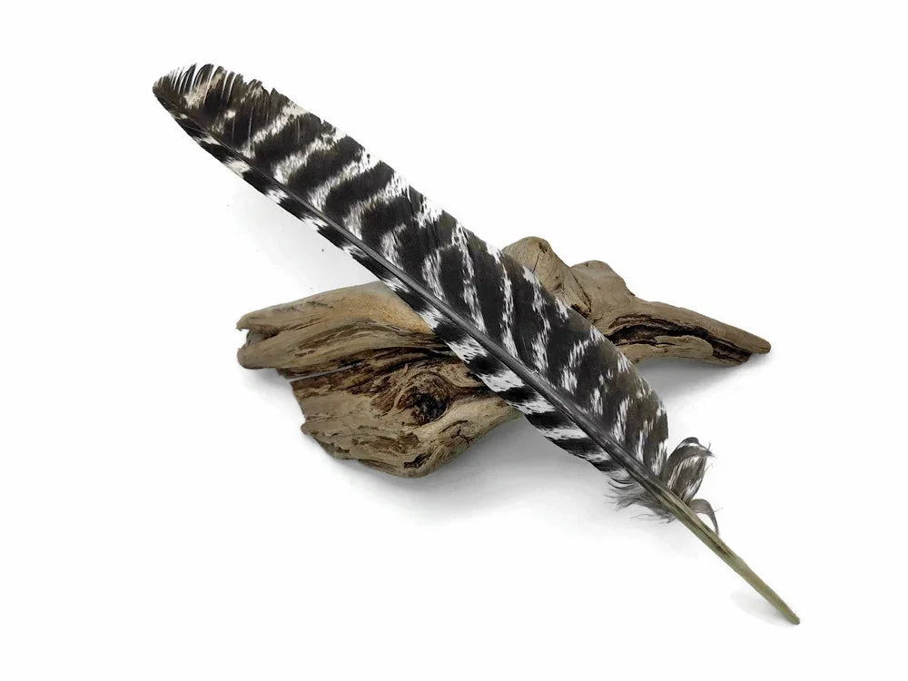 Striped black and white natural feather resting on a piece of rustic driftwood.