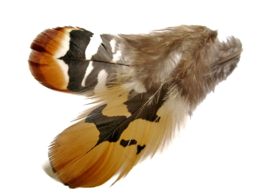 6 Pieces - Big Golden Yellow Reeve Venery Pheasant Plumage Feather