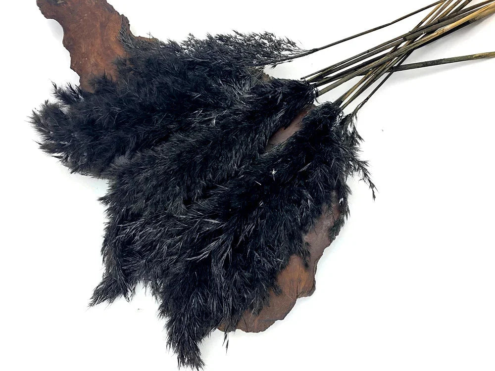 Fluffy black dried pampas grass stems for DIY home decor and floral arrangements.