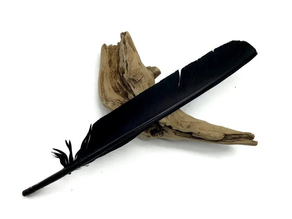 Long black feather quill resting on a piece of natural driftwood on a white background.