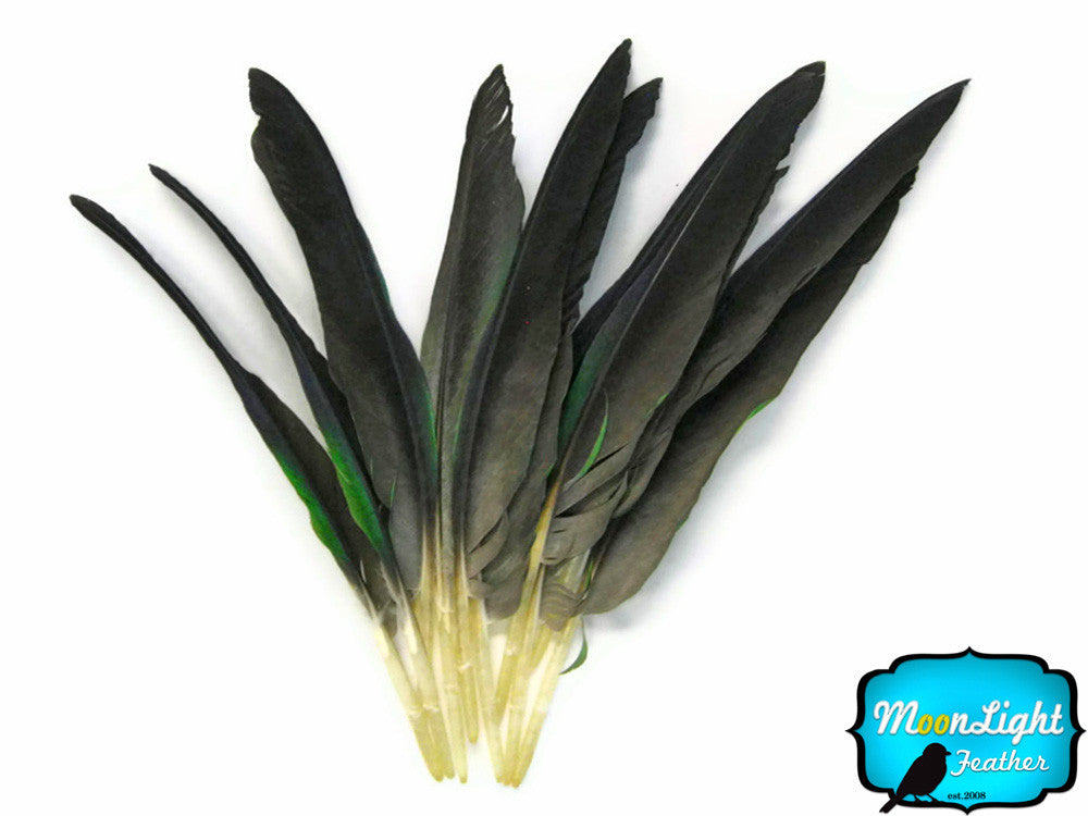4 Pieces - Green And Grey Amazon Parrot Wing Feathers -Rare-