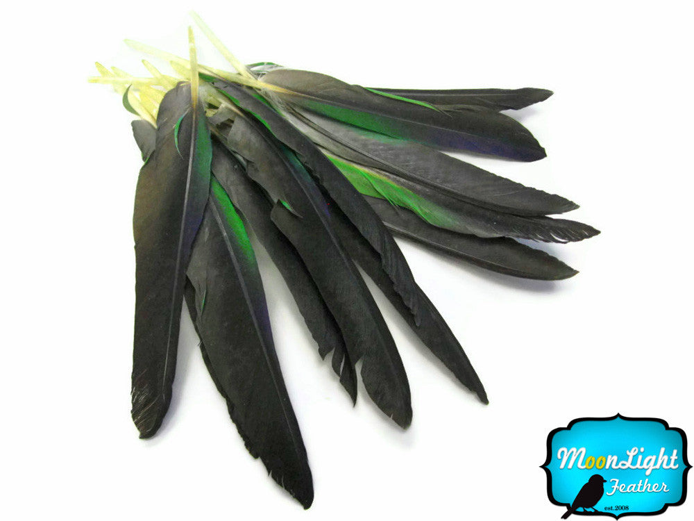 4 Pieces - Green And Grey Amazon Parrot Wing Feathers -Rare-