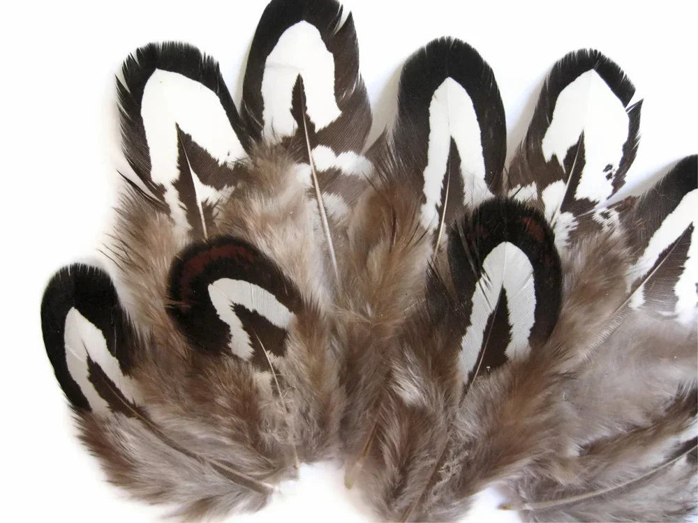 Natural brown and white patterned feathers for DIY crafts and fashion accessories.