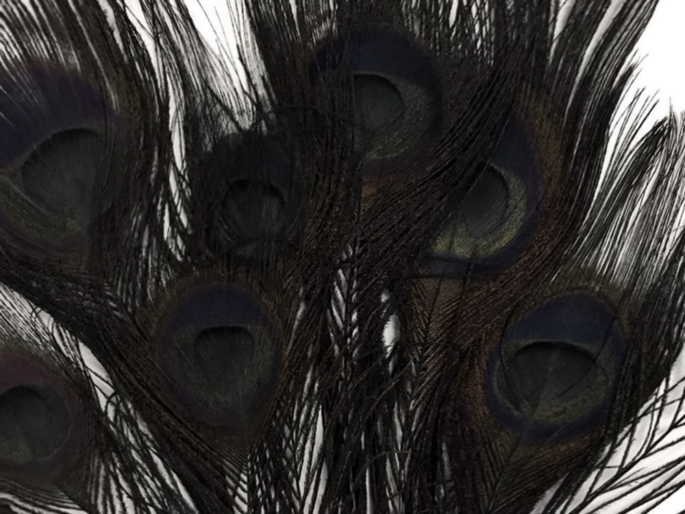 50 Pieces - 30-35" Black Bleached & Dyed Peacock Tail Eye Wholesale Feathers (Bulk)