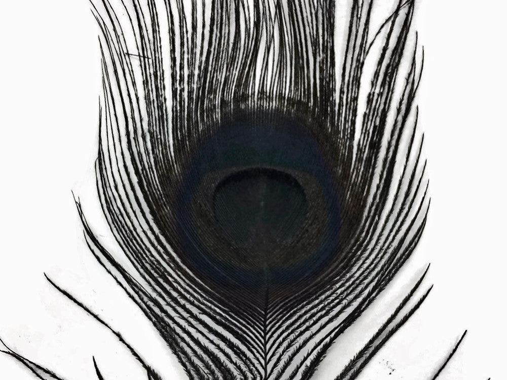 50 Pieces - 30-35" Black Bleached & Dyed Peacock Tail Eye Wholesale Feathers (Bulk)