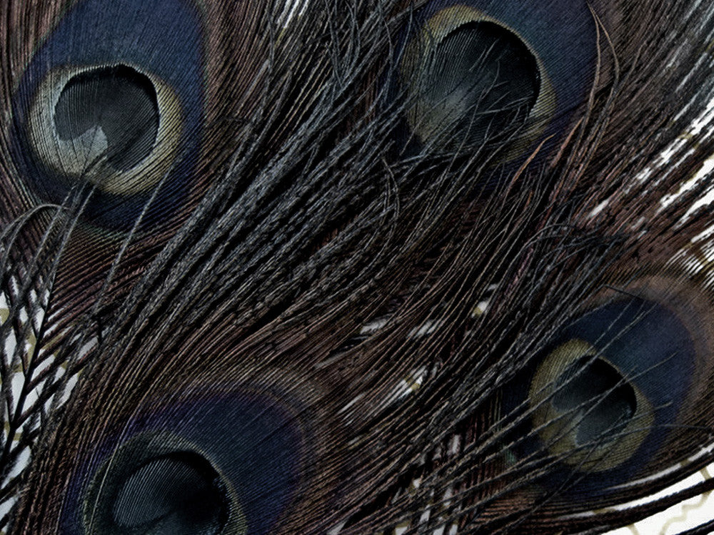 50 Pieces - 30-35" Black Bleached & Dyed Peacock Tail Eye Wholesale Feathers (Bulk)