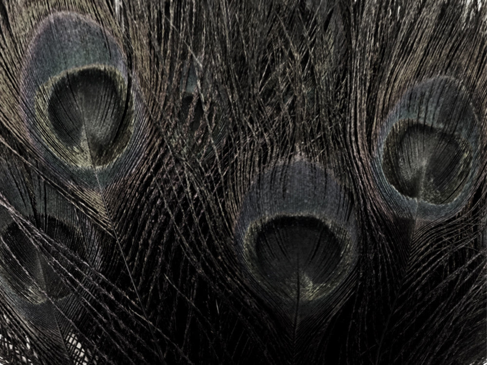 50 Pieces - 30-35" Black Bleached & Dyed Peacock Tail Eye Wholesale Feathers (Bulk)