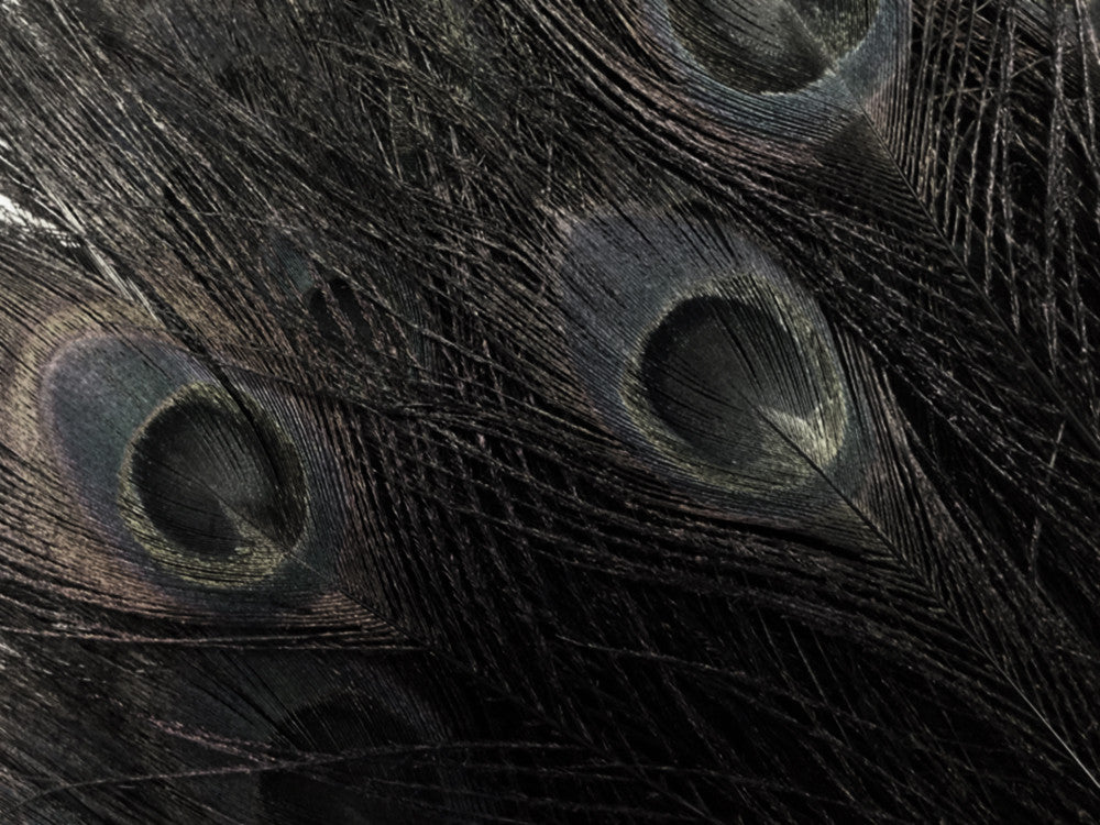 50 Pieces - 30-35" Black Bleached & Dyed Peacock Tail Eye Wholesale Feathers (Bulk)