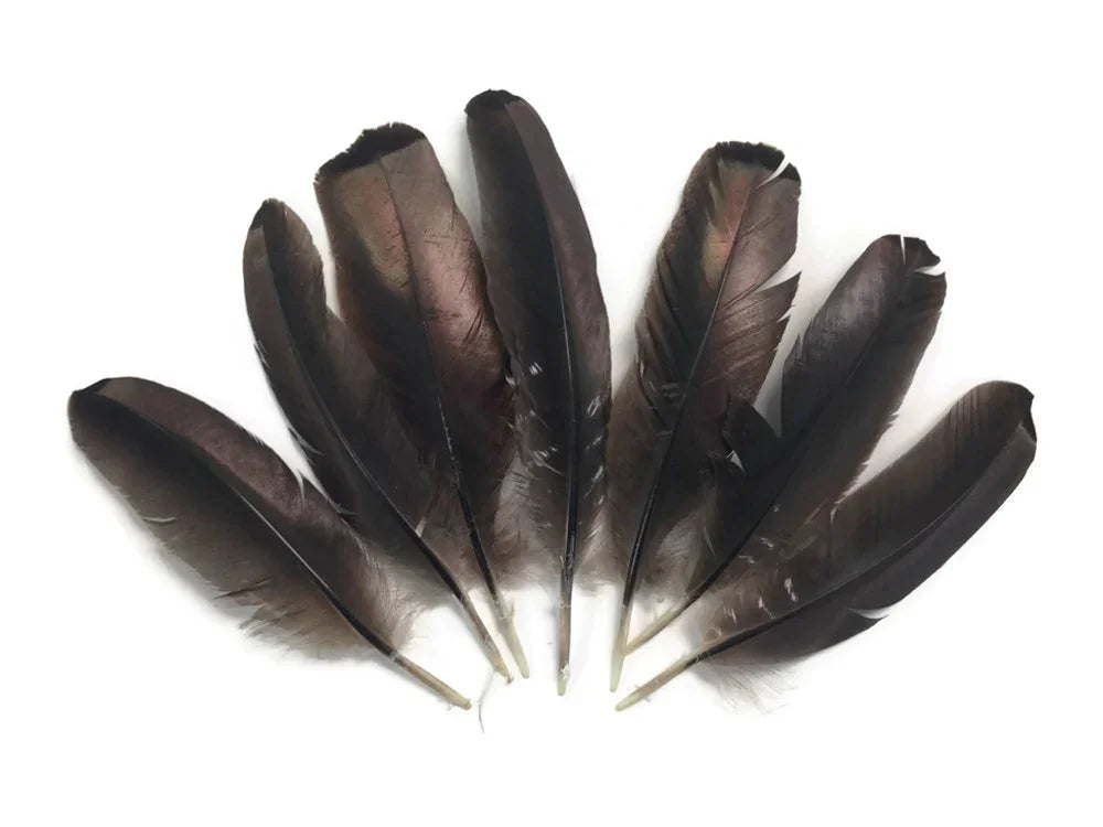 Set of natural dark brown iridescent feathers for DIY crafts and fashion decor.