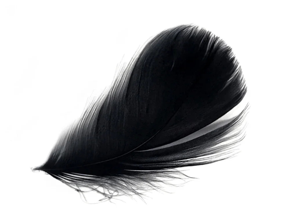 Single elegant black feather isolated on a white background for craft and fashion decor.