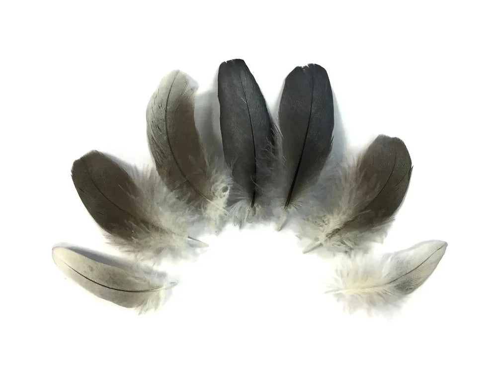 Assorted grey and white natural feathers for DIY crafts and fashion decor.