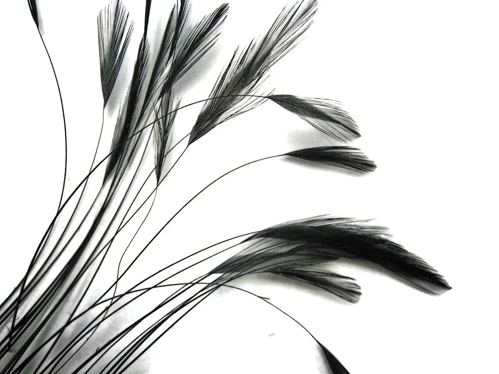 Elegant black feathers with long stems for DIY crafts and fashion decor on white background.