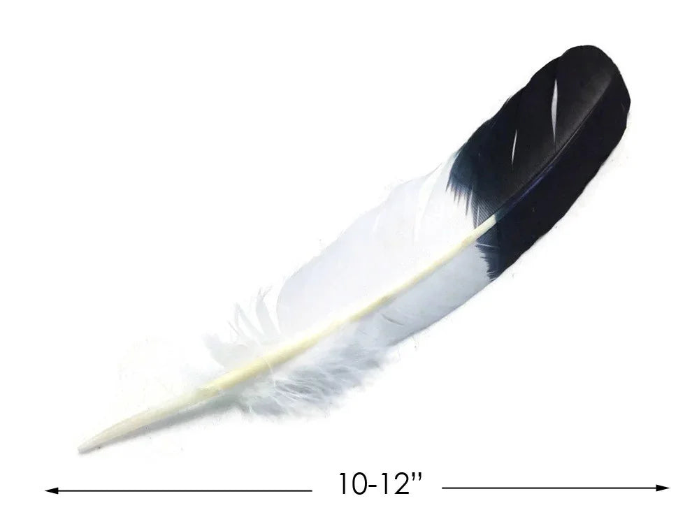 Large 10-12 inch black and white natural feather for crafts and fashion decor.