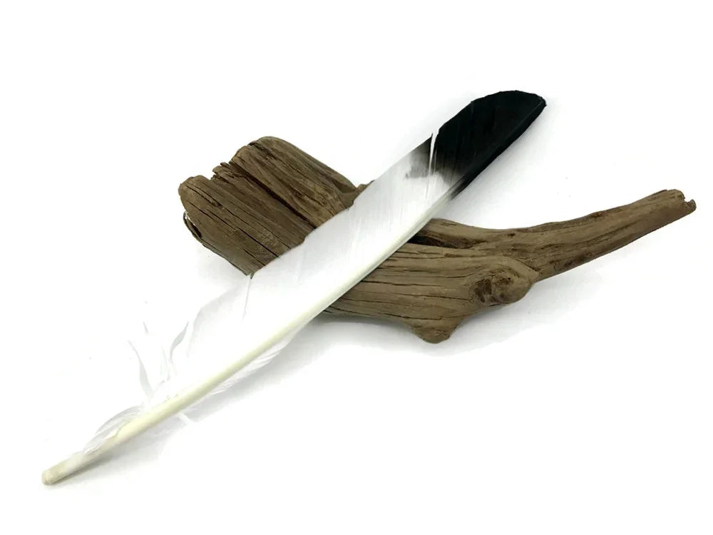 Black and white dyed craft feather resting on a piece of natural driftwood.