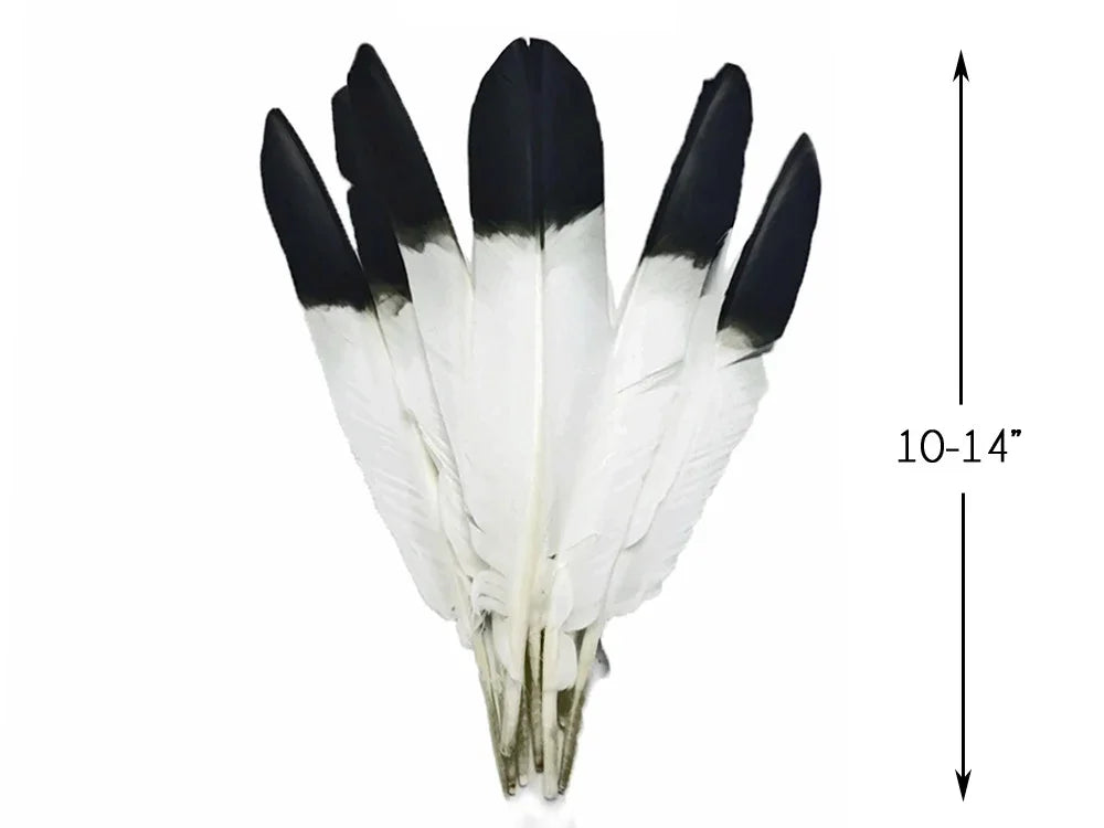 Bundle of white feathers with black tips, 10-14 inches, for crafts and fashion DIY.